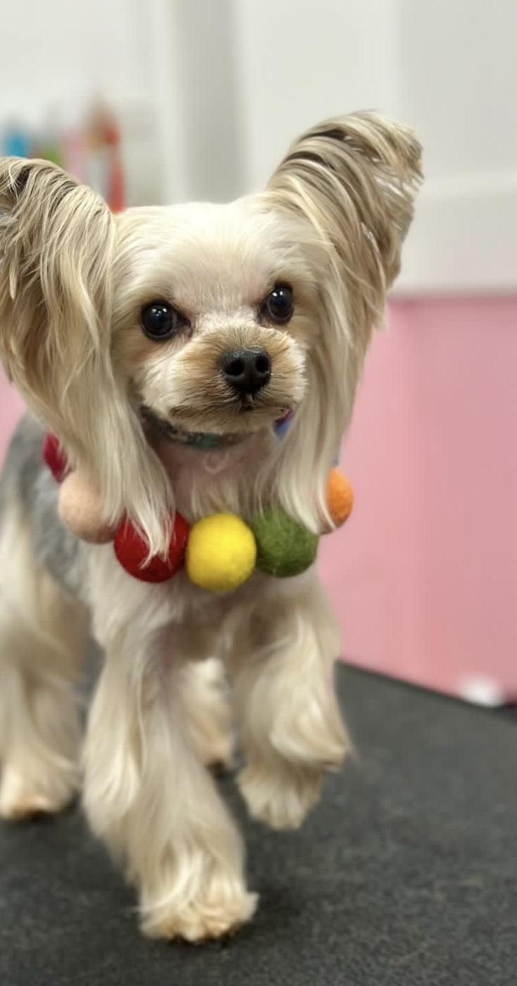 Enlarge Tyson, a ADOPTABLE Yorkshire Terrier in Atlanta, GA image 3/6