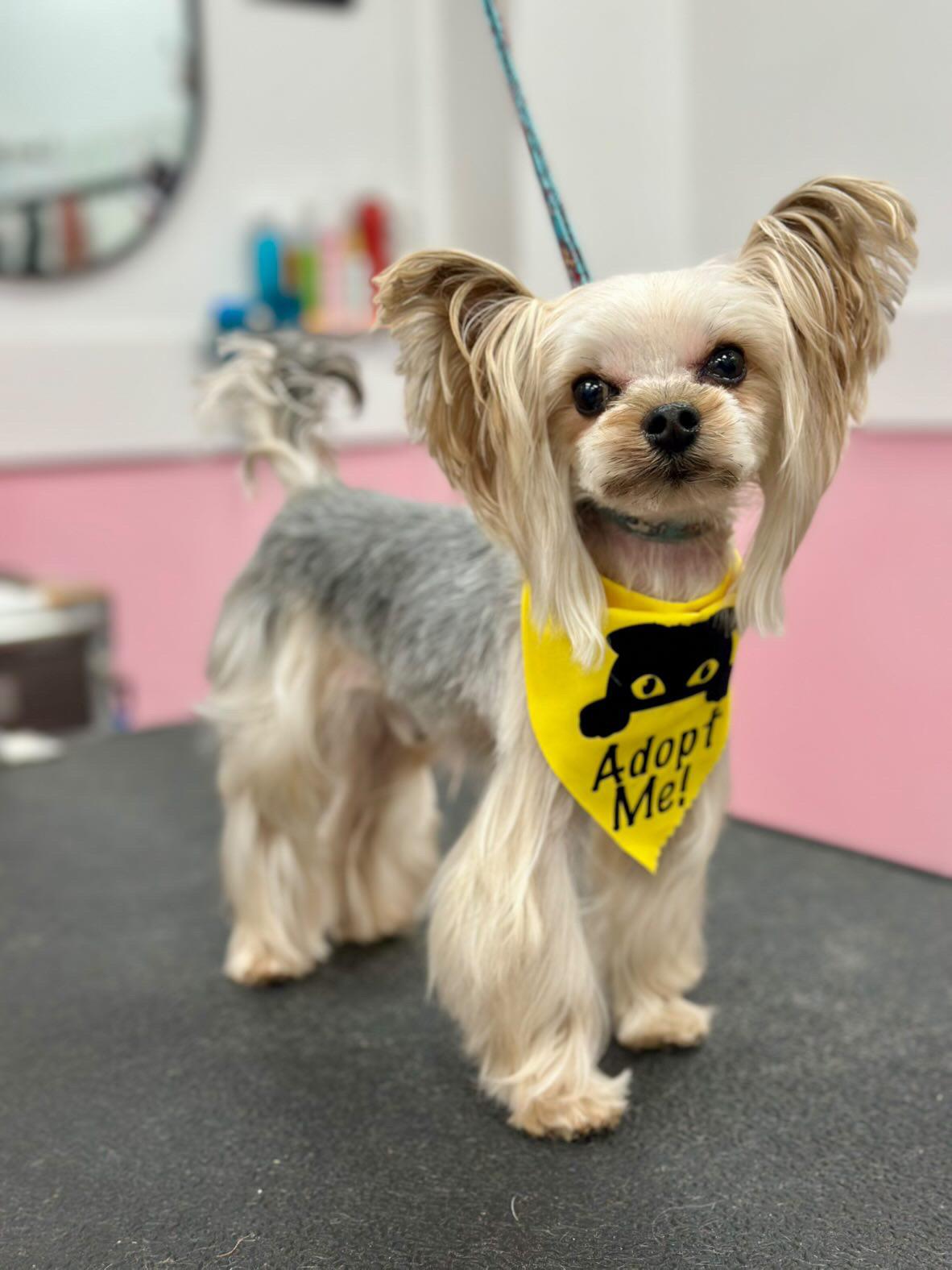 Tyson, ADOPTABLE, Adult Male Yorkshire Terrier.