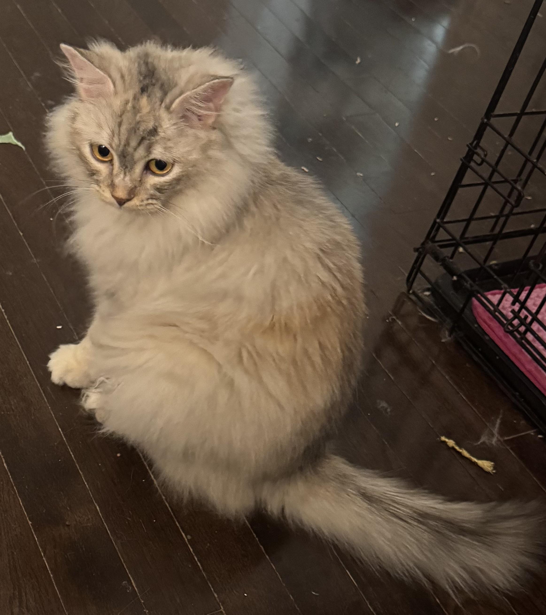Amy - Kyla Mitchell, adopted, Young Female Ragdoll & Himalayan.