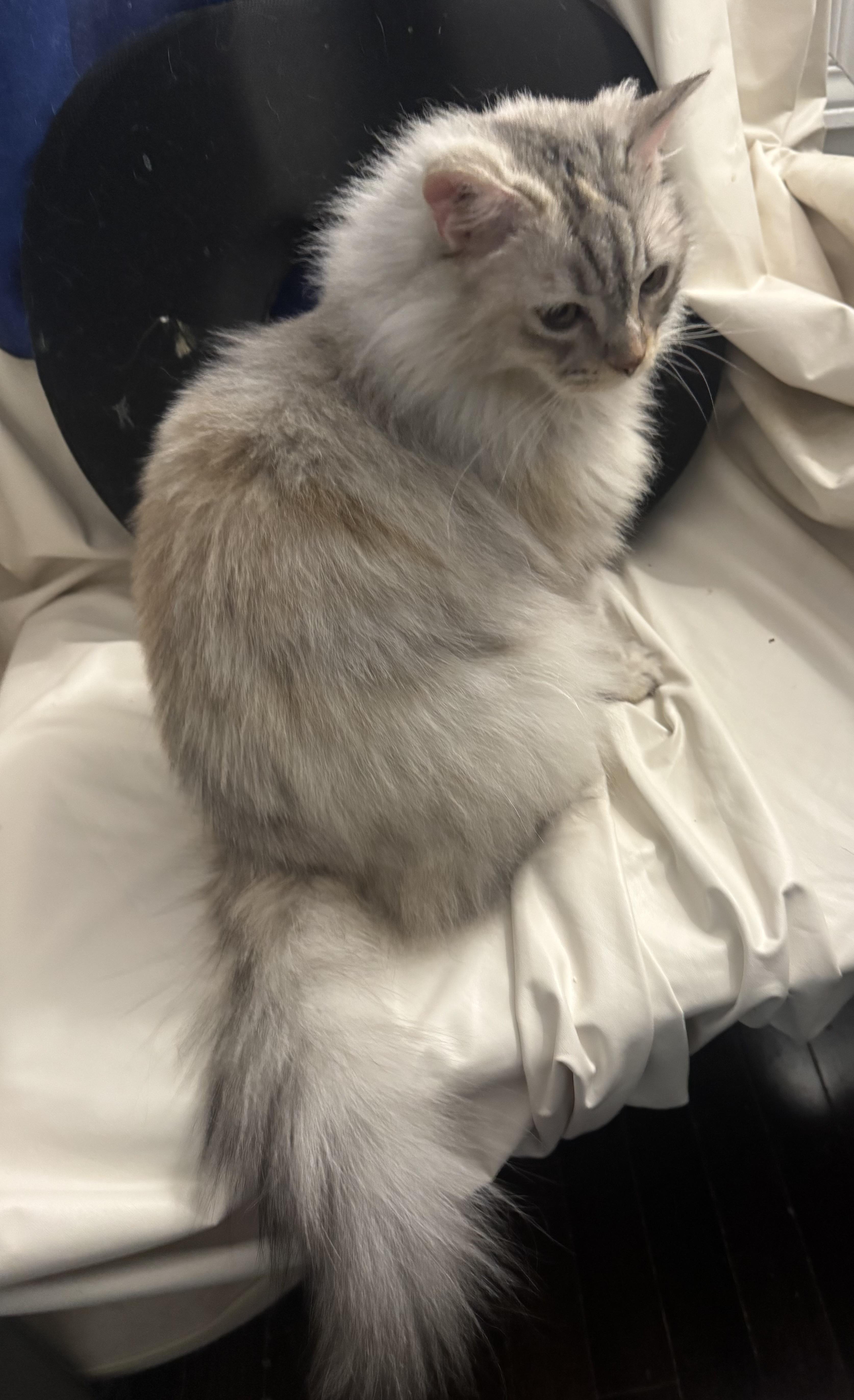 Enlarge Amy - Kyla Mitchell, an adopted mixed breed in Brampton, ON image 6/6