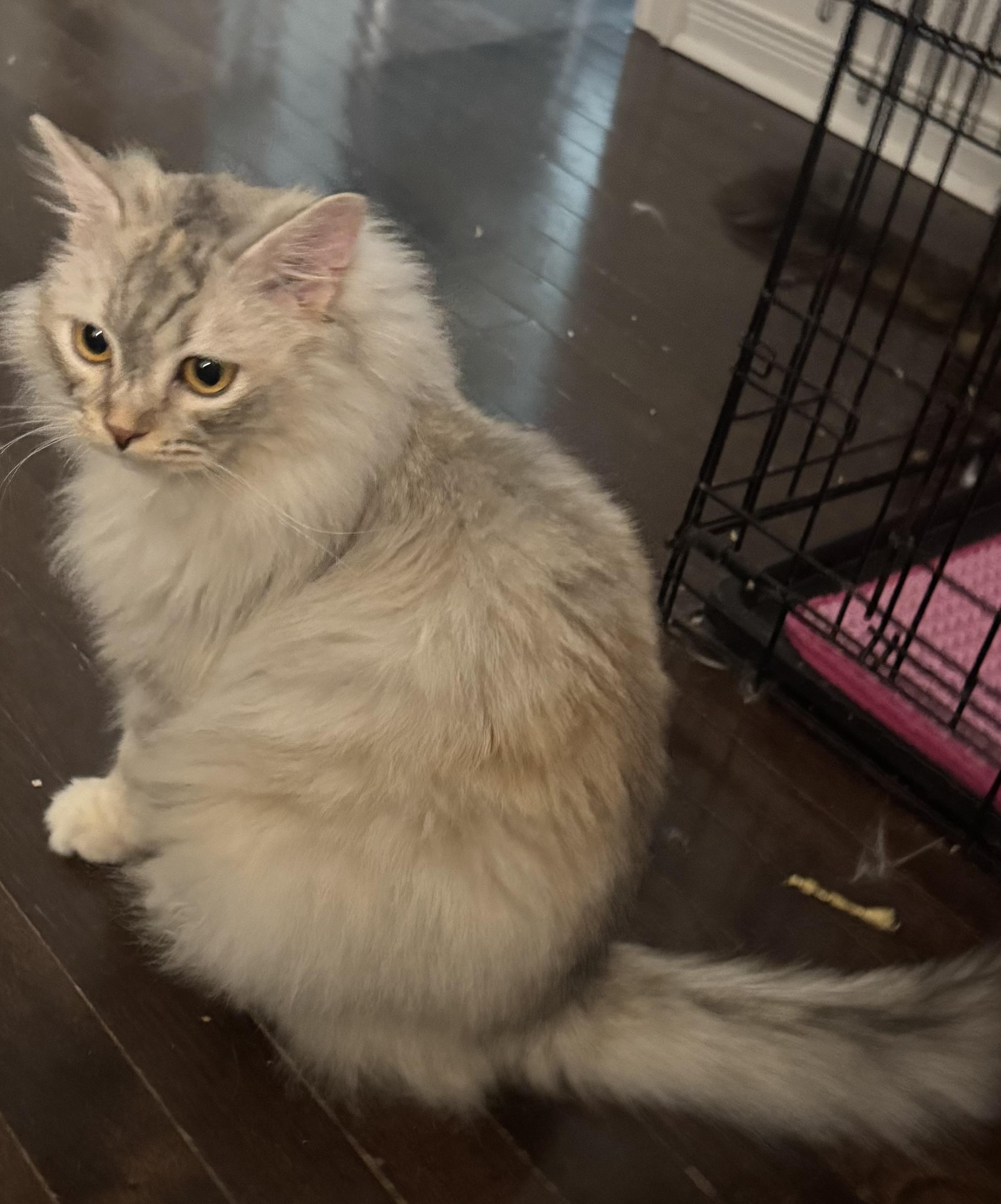 Enlarge Amy - Kyla Mitchell, an adopted mixed breed in Brampton, ON image 4/6