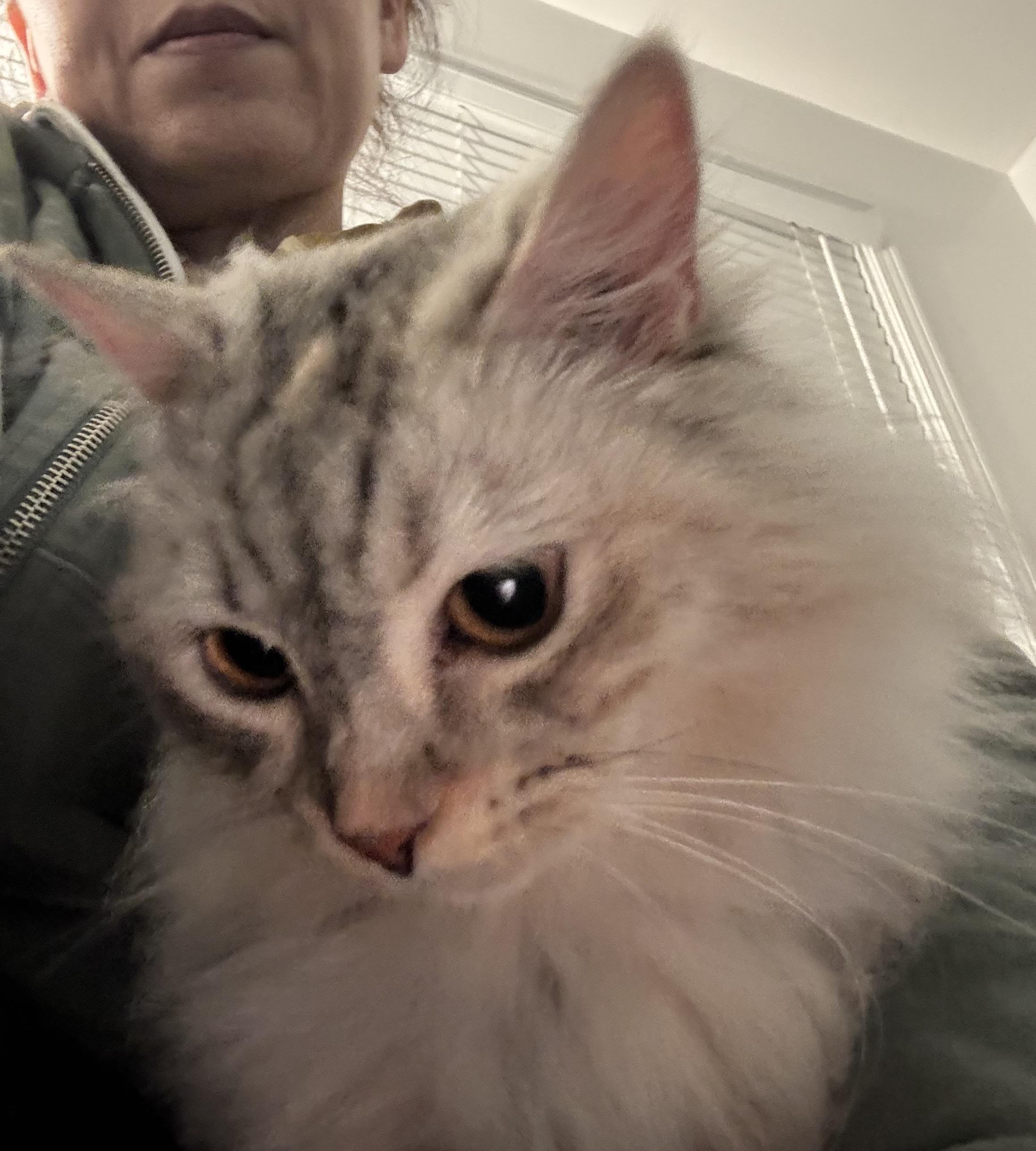 Enlarge Amy - Kyla Mitchell, an adopted mixed breed in Brampton, ON image 5/6