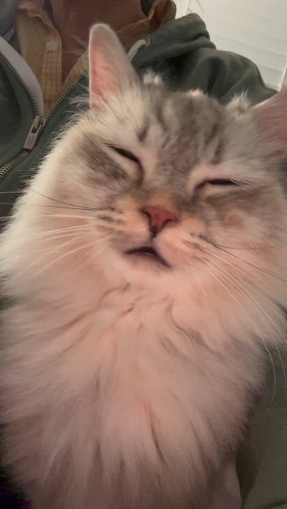 Enlarge Amy - Kyla Mitchell, an adopted mixed breed in Brampton, ON video 3/6