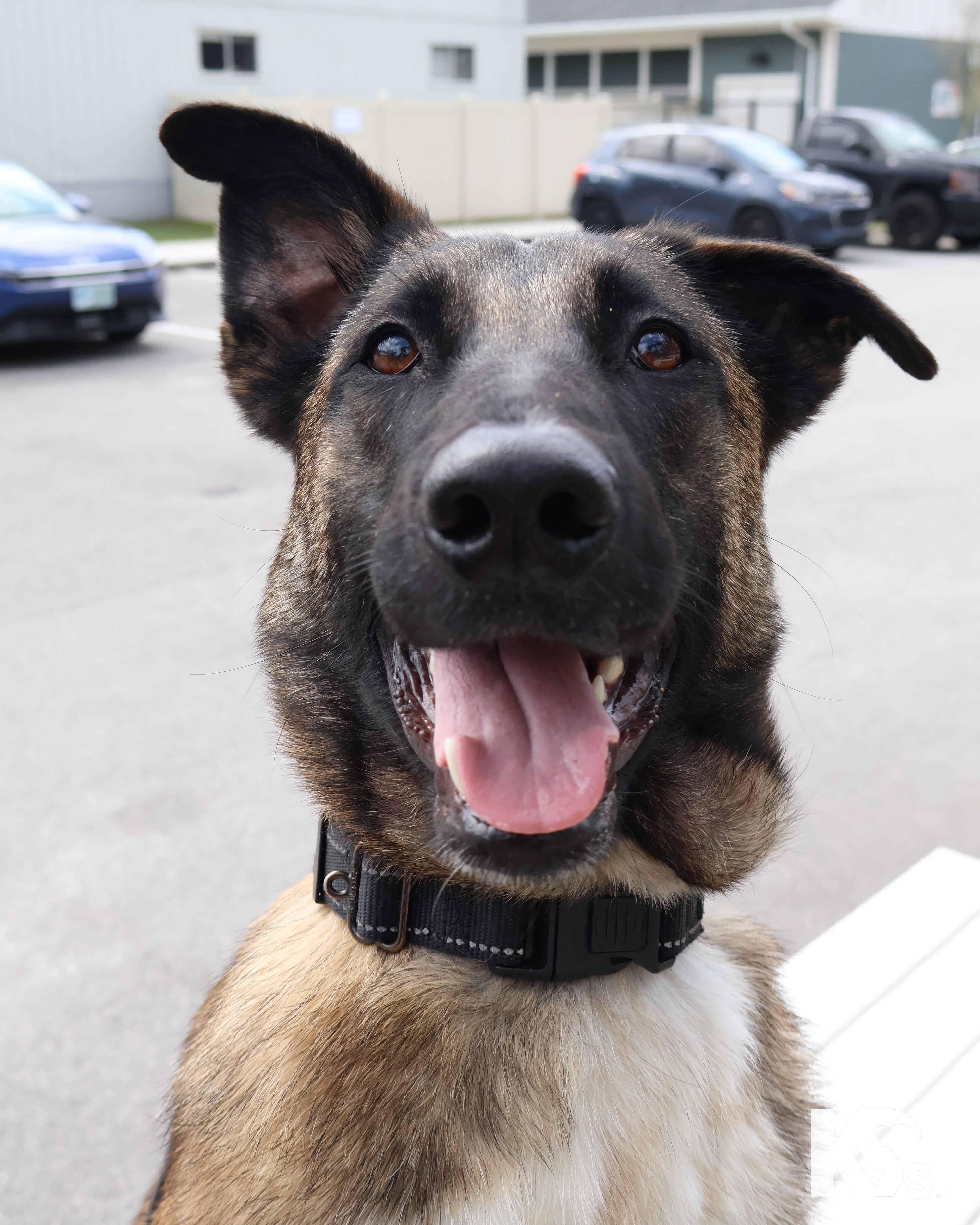 Anchor, ADOPTABLE, Young Male Belgian Shepherd / Malinois.