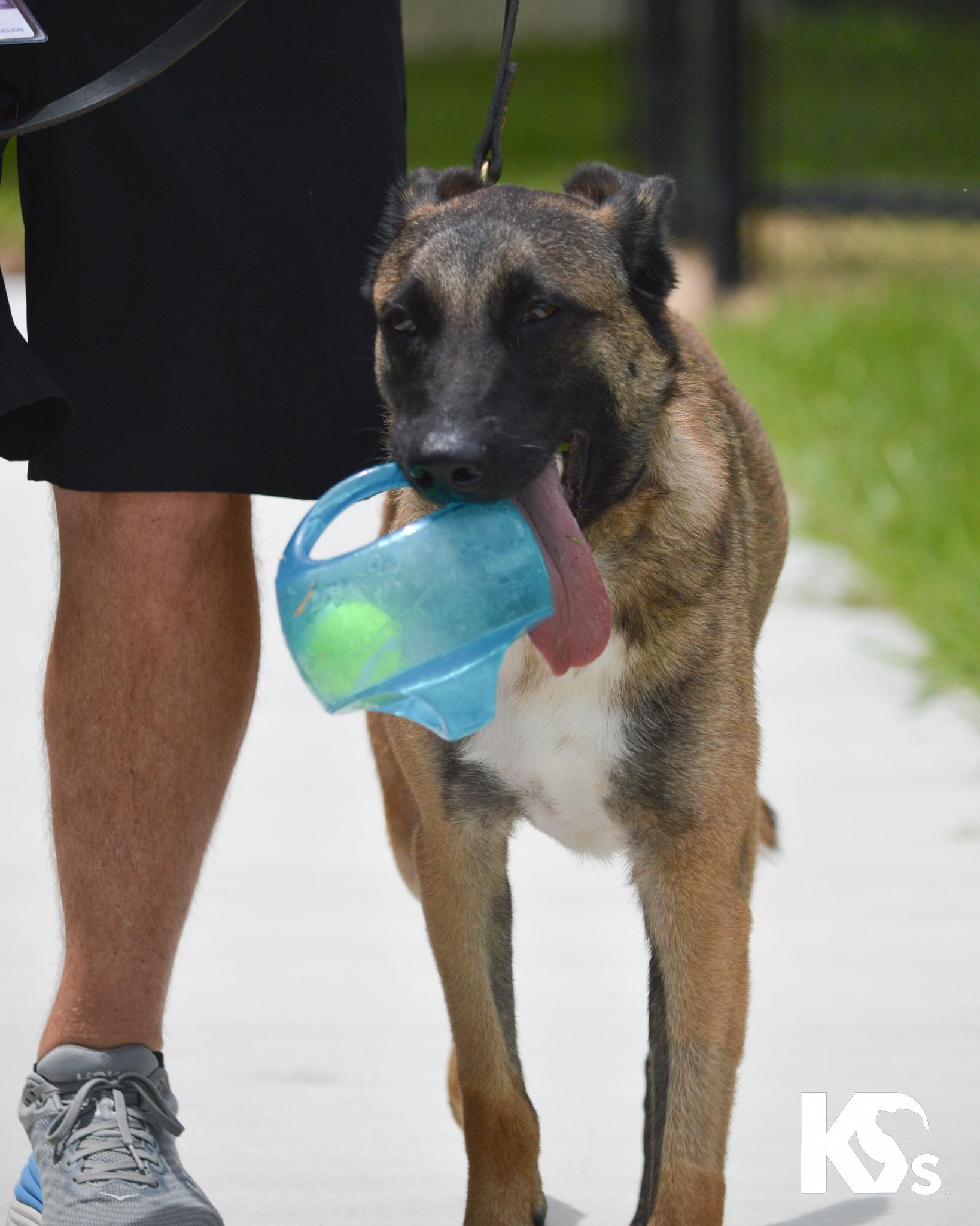 Anchor, a ADOPTABLE mixed breed in Ponte Vedra, FL image 4/6