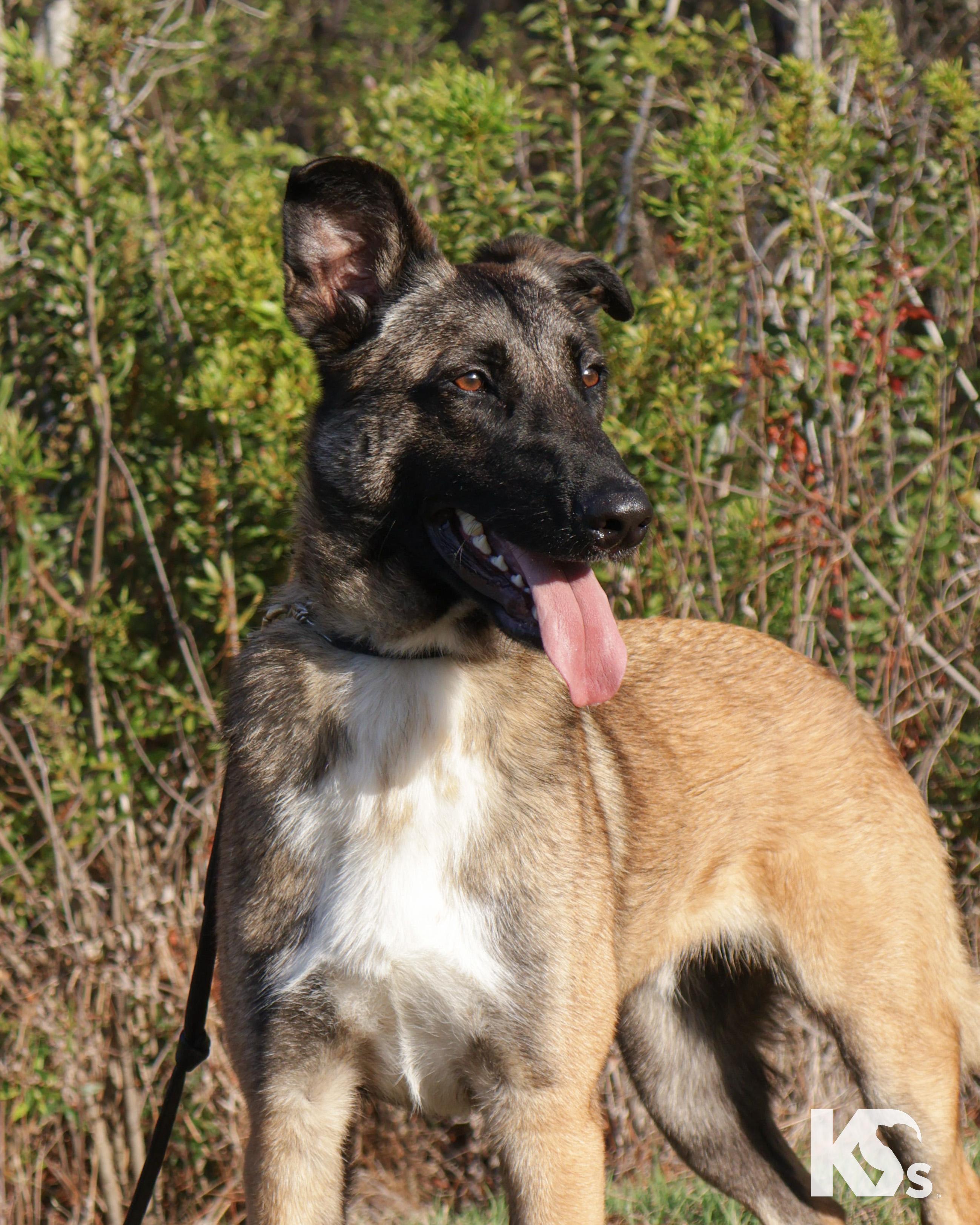 Anchor, a ADOPTABLE mixed breed in Ponte Vedra, FL image 3/6