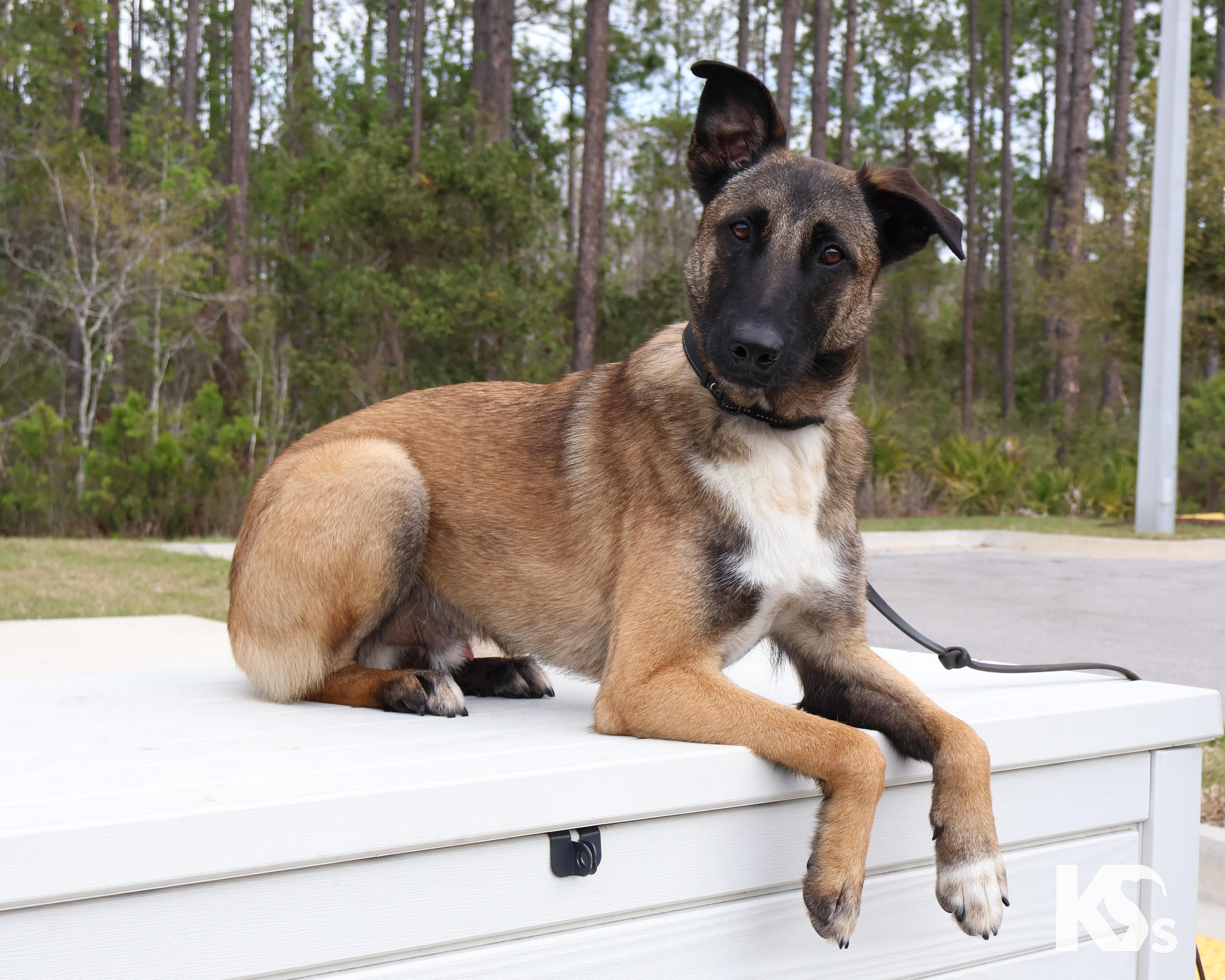 Anchor, a ADOPTABLE mixed breed in Ponte Vedra, FL image 5/6