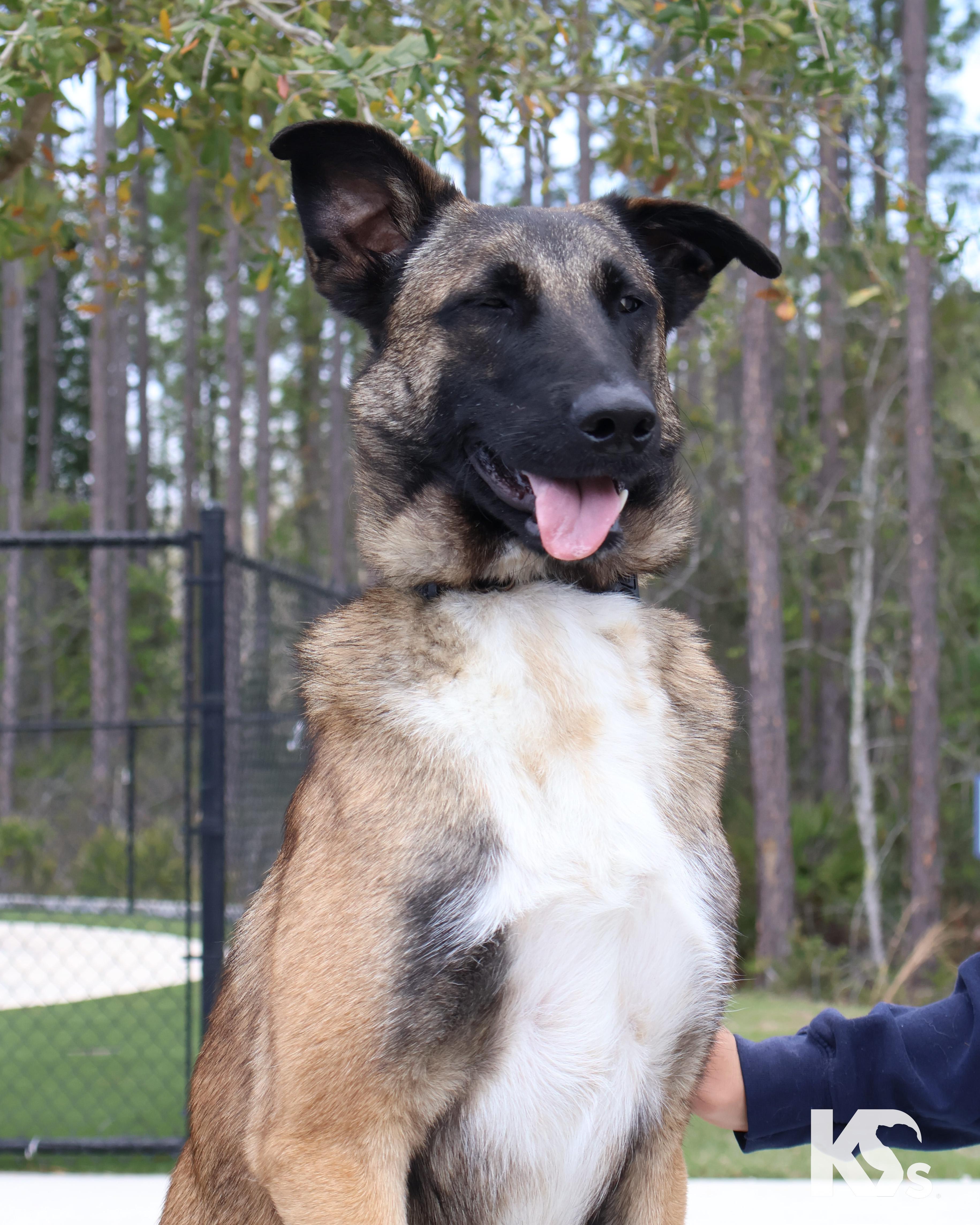 Anchor, a ADOPTABLE mixed breed in Ponte Vedra, FL image 6/6