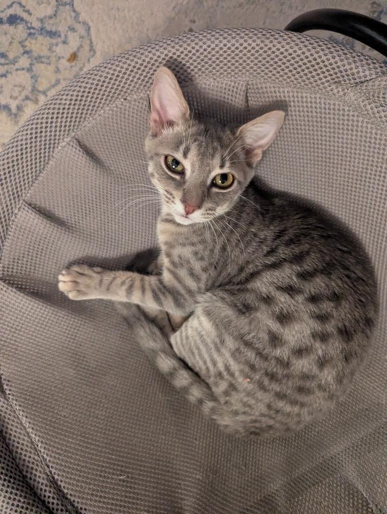 Gigi, Adoptable, Young Female Domestic Short Hair.