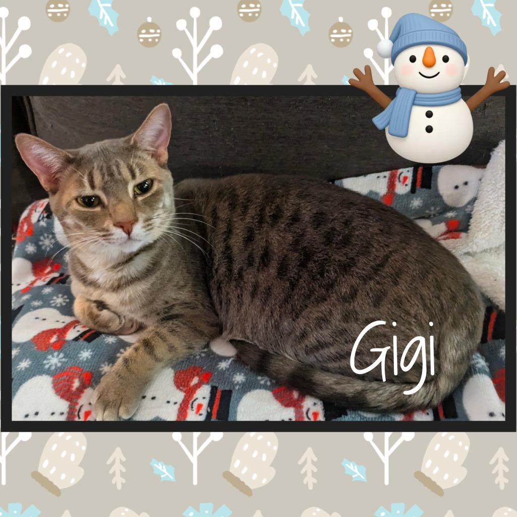 Enlarge Gigi, a Adoptable mixed breed in Grovetown, GA image 1/1