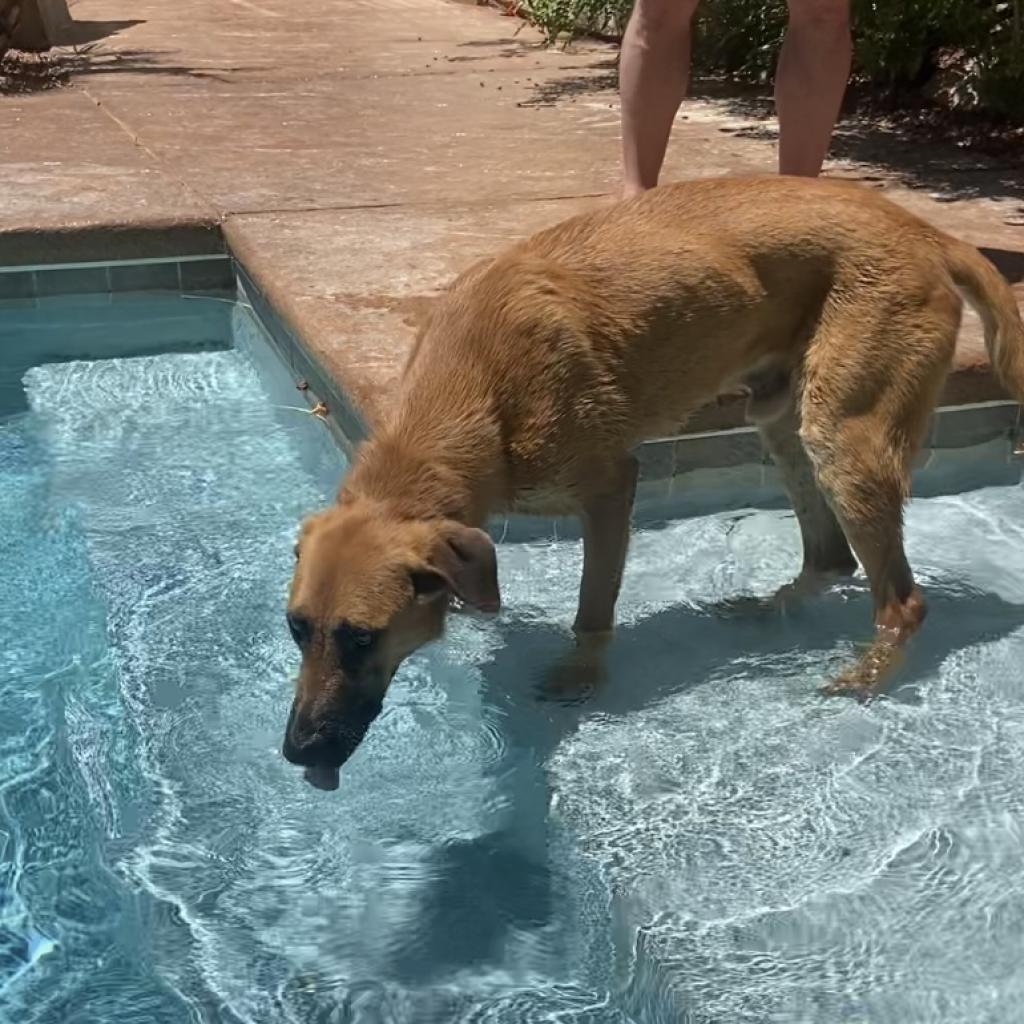 Enlarge Zeus, a Adoptable German Shepherd Dog in Pahrump, NV image 2/4