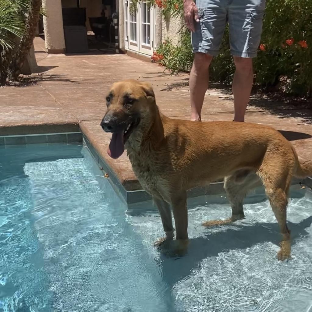 Enlarge Zeus, a Adoptable German Shepherd Dog in Pahrump, NV image 3/4