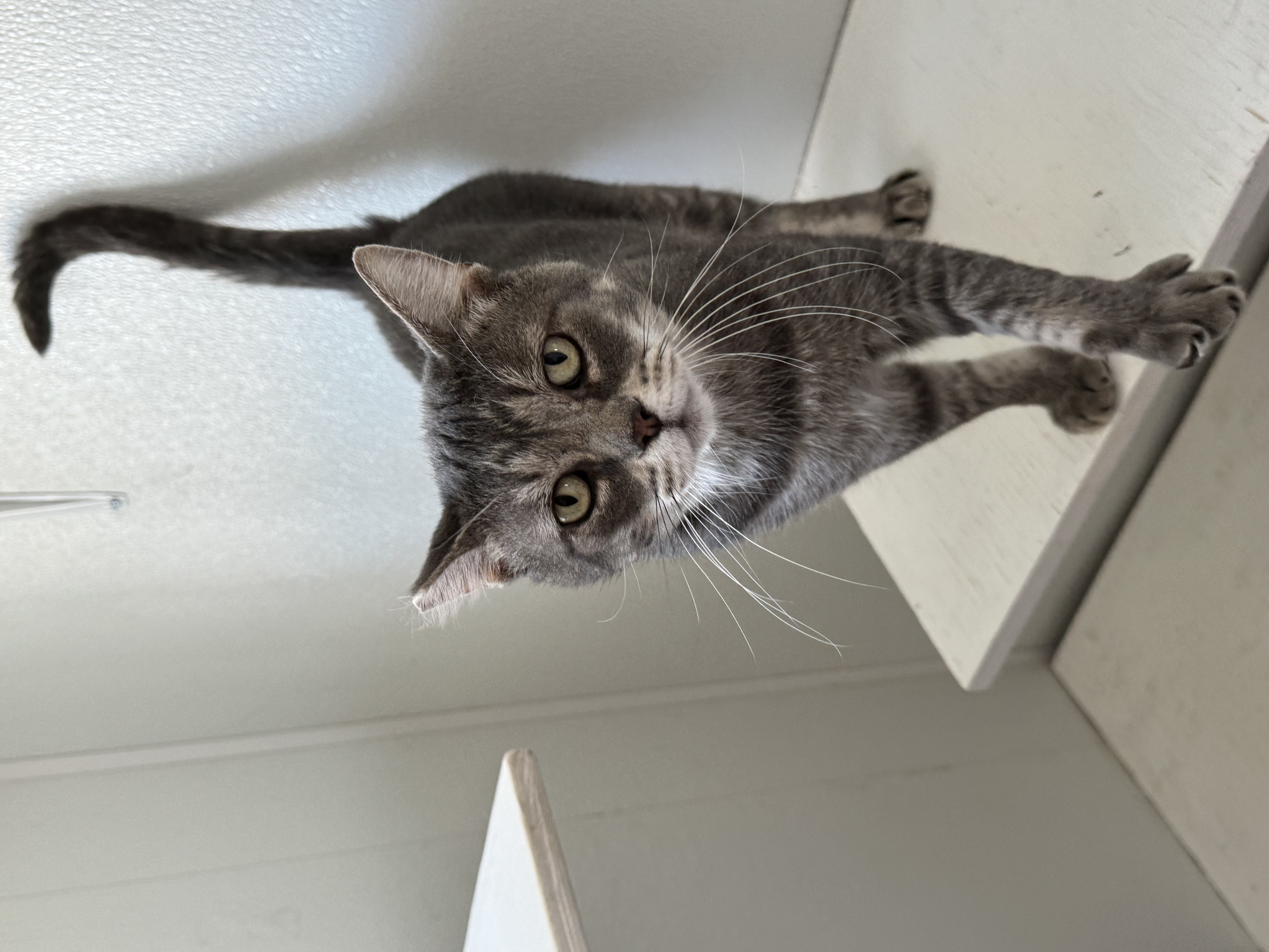 Big G, Adopted, Adult Male Domestic Short Hair.