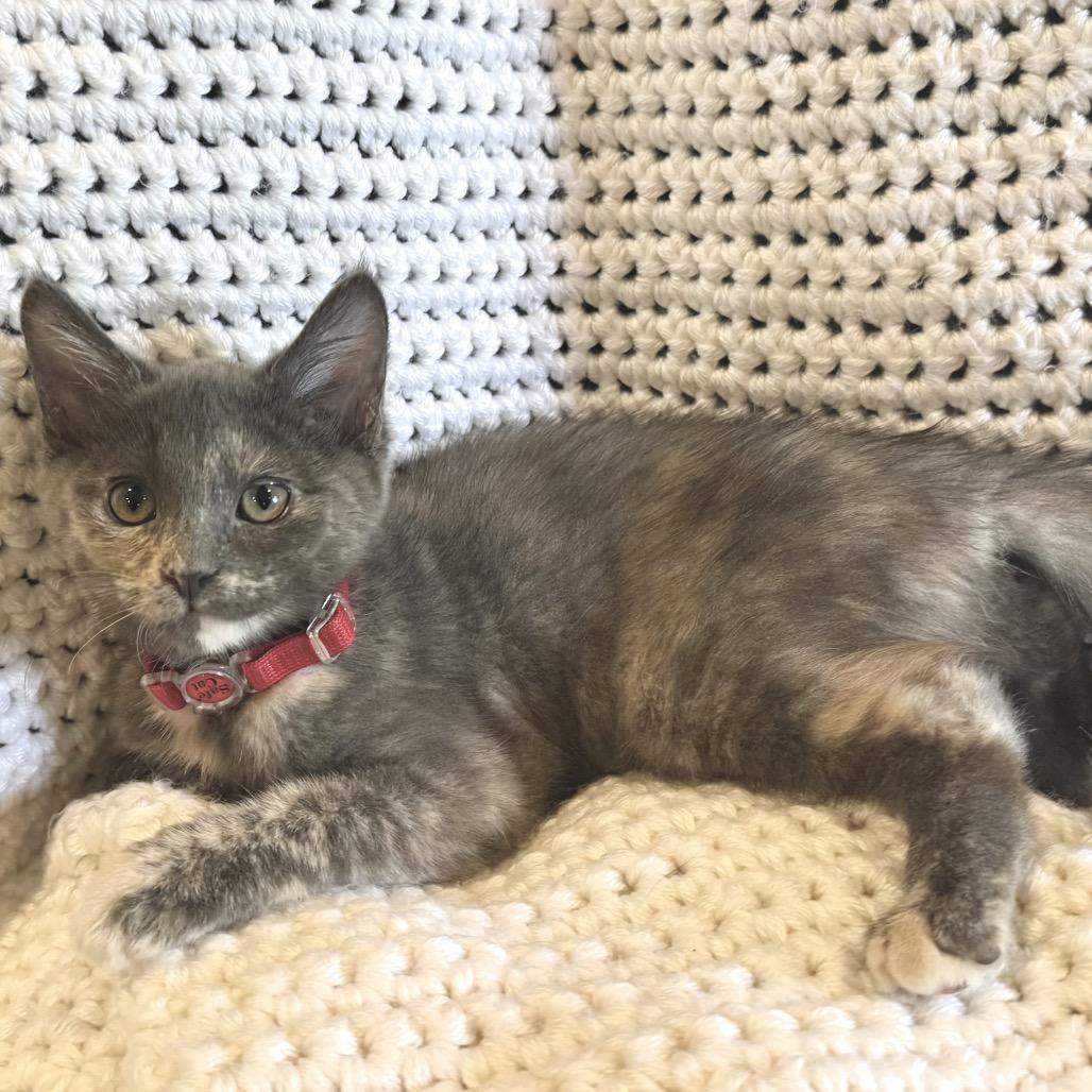 Rumi, Adoptable, Kitten Female Domestic Short Hair.