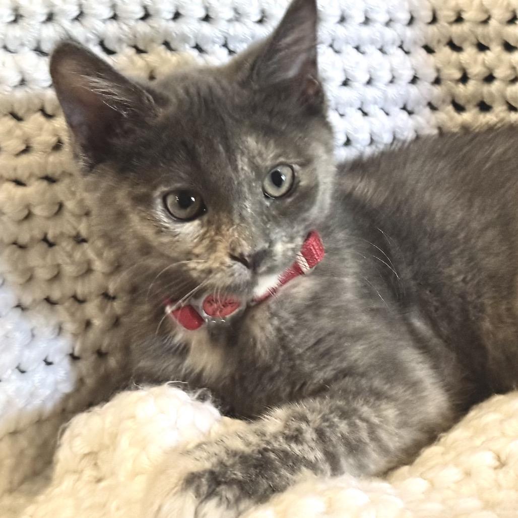 Enlarge Rumi, a Adoptable Domestic Short Hair in La Grange, KY image 2/5