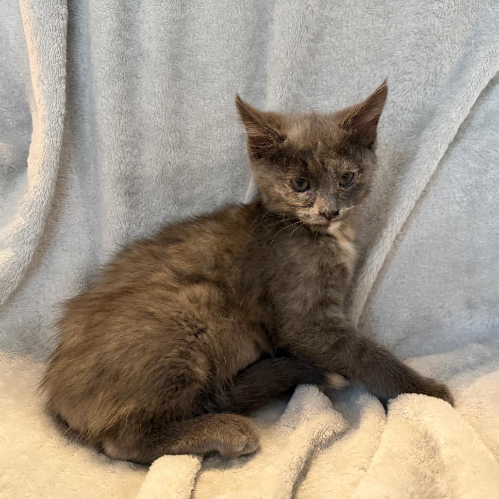 Enlarge Rumi, a Adoptable Domestic Short Hair in La Grange, KY image 3/5