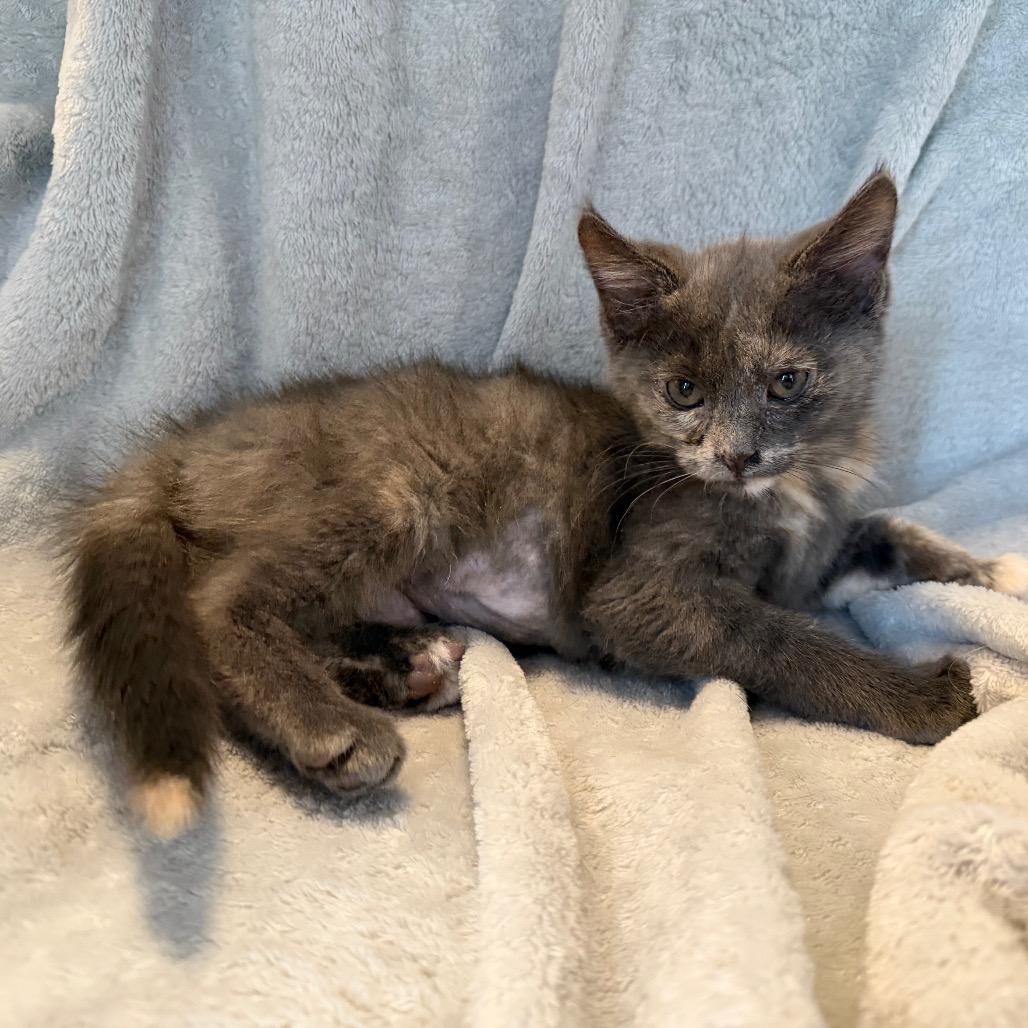 Enlarge Rumi, a Adoptable Domestic Short Hair in La Grange, KY image 4/5