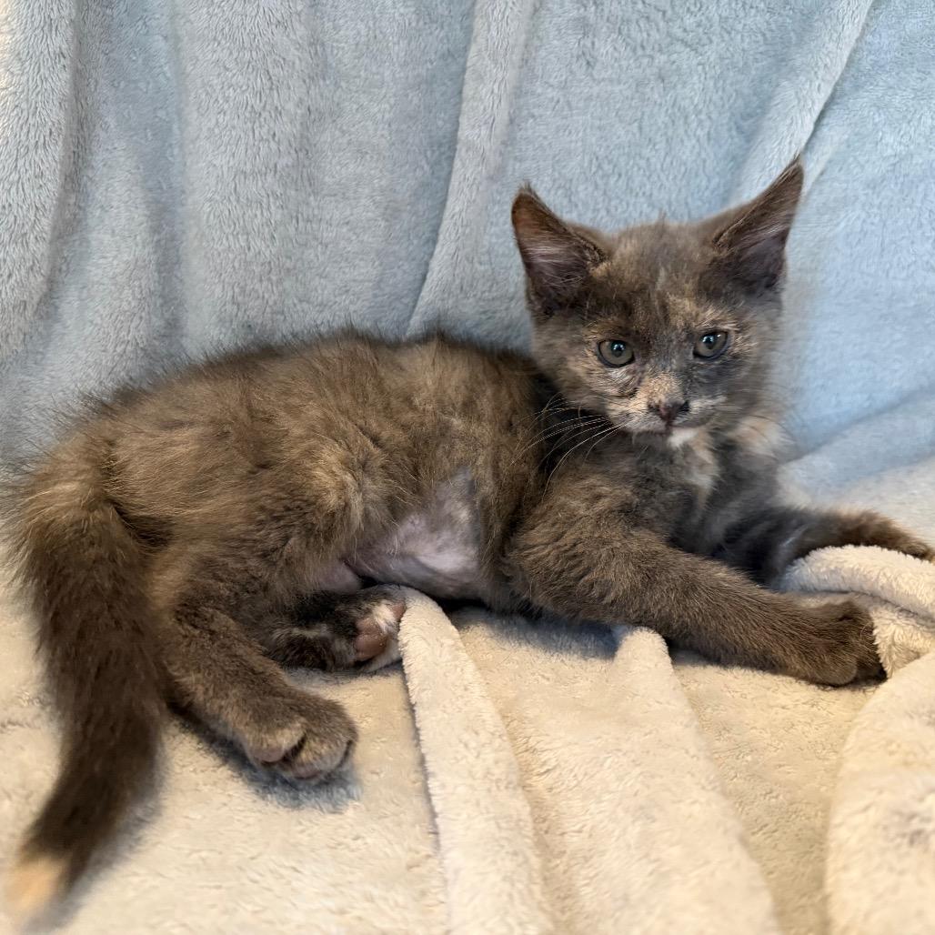 Enlarge Rumi, a Adoptable Domestic Short Hair in La Grange, KY image 5/5