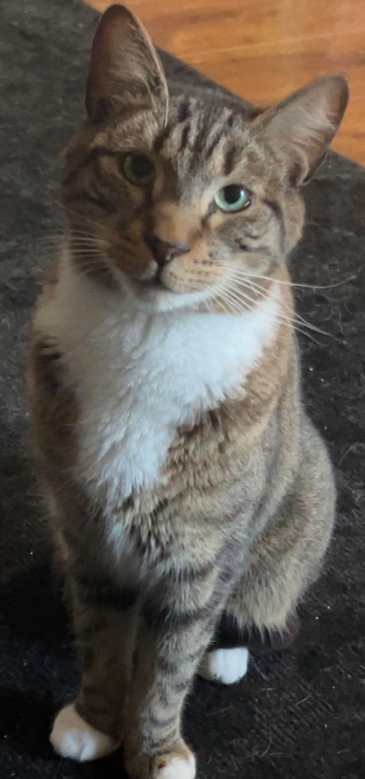 Enlarge Hoover, a Adoptable Domestic Short Hair in Land O Lakes, FL image 1/1