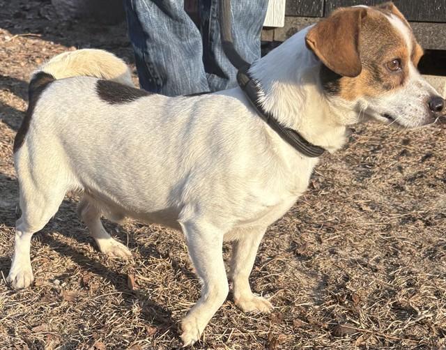 BEAR, Adoptable, Young Male Parson Russell Terrier & Chihuahua.