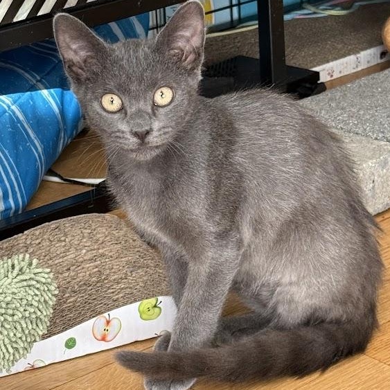 The Blair Witch, a ADOPTABLE American Shorthair in brooklyn, NY image 4/6
