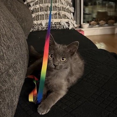 The Blair Witch, a ADOPTABLE American Shorthair in brooklyn, NY image 1/6