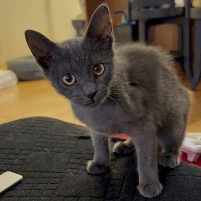 The Blair Witch, a ADOPTABLE American Shorthair in brooklyn, NY image 2/6