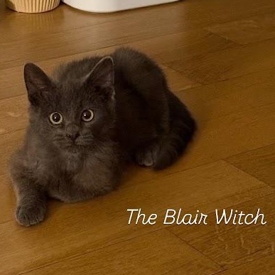 The Blair Witch, a ADOPTABLE American Shorthair in brooklyn, NY image 5/6