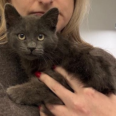The Blair Witch, a ADOPTABLE American Shorthair in brooklyn, NY image 3/6