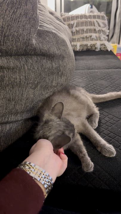 Enlarge The Blair Witch, a ADOPTABLE American Shorthair in brooklyn, NY video 6/6