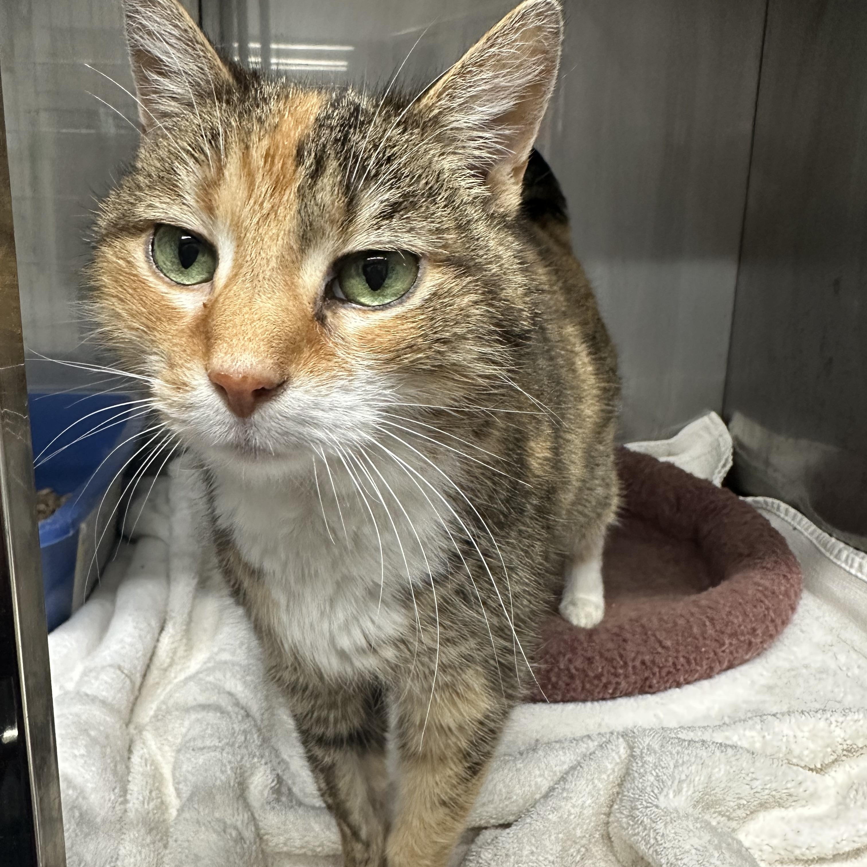 Yaya, ADOPTABLE, Senior Female Domestic Short Hair.