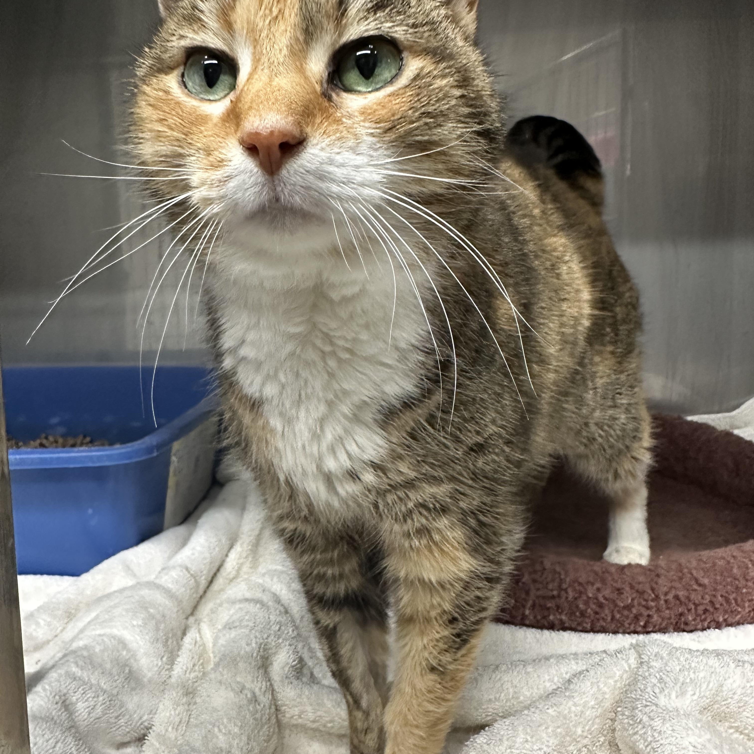 Enlarge Yaya, a ADOPTABLE Domestic Short Hair in Jaffrey, NH image 2/3