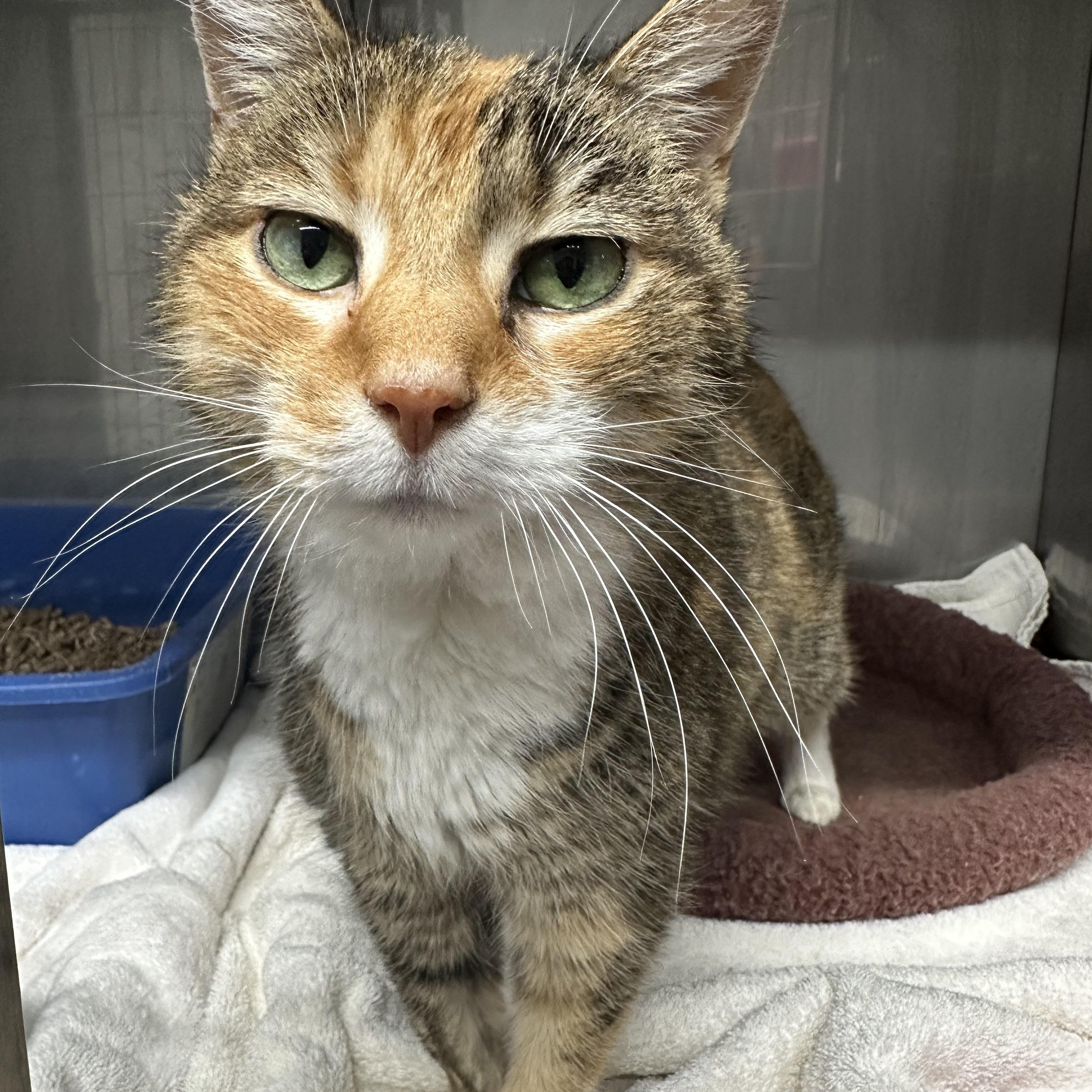 Enlarge Yaya, a ADOPTABLE Domestic Short Hair in Jaffrey, NH image 3/3