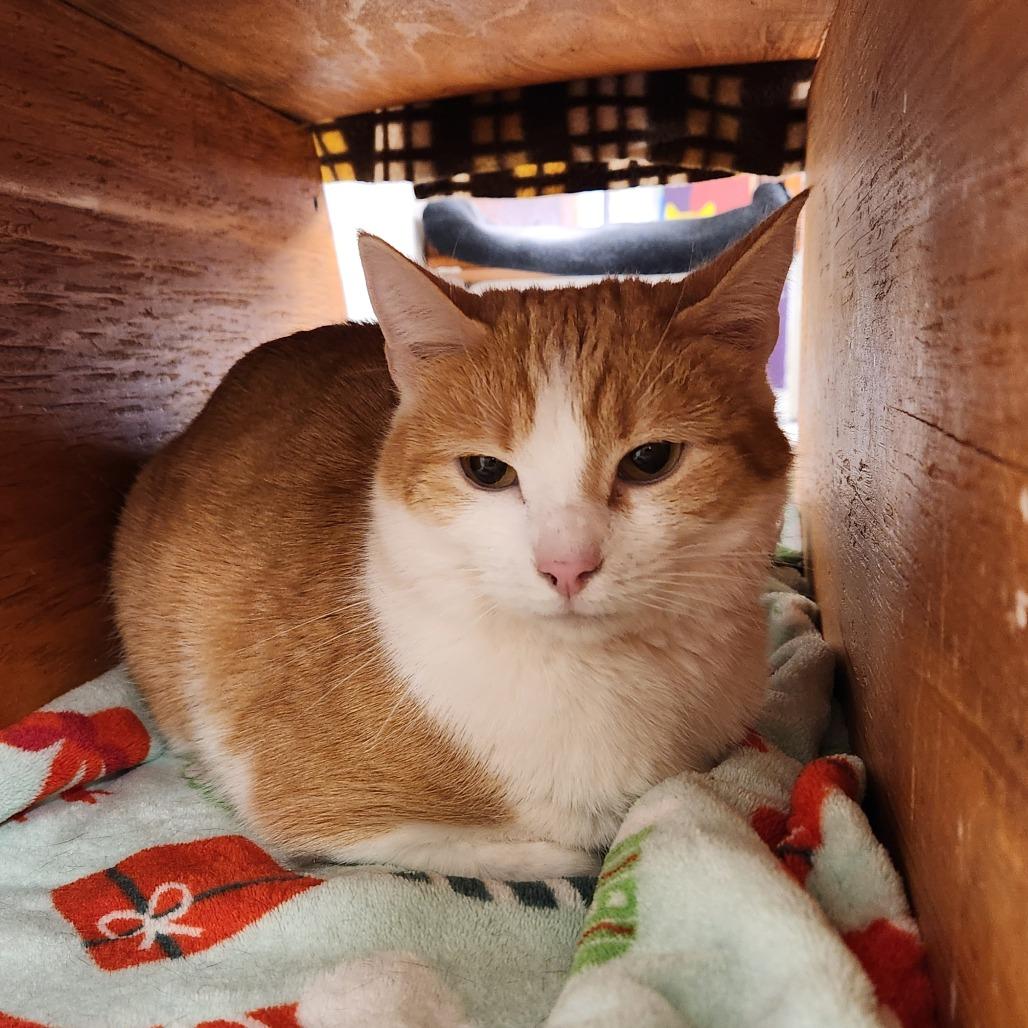 Enlarge Millie, a Adoptable Domestic Short Hair in Delaware, OH image 1/3