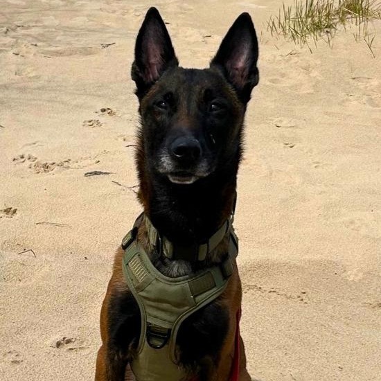 Ziki, adopted, Adult Male Belgian Shepherd / Malinois.