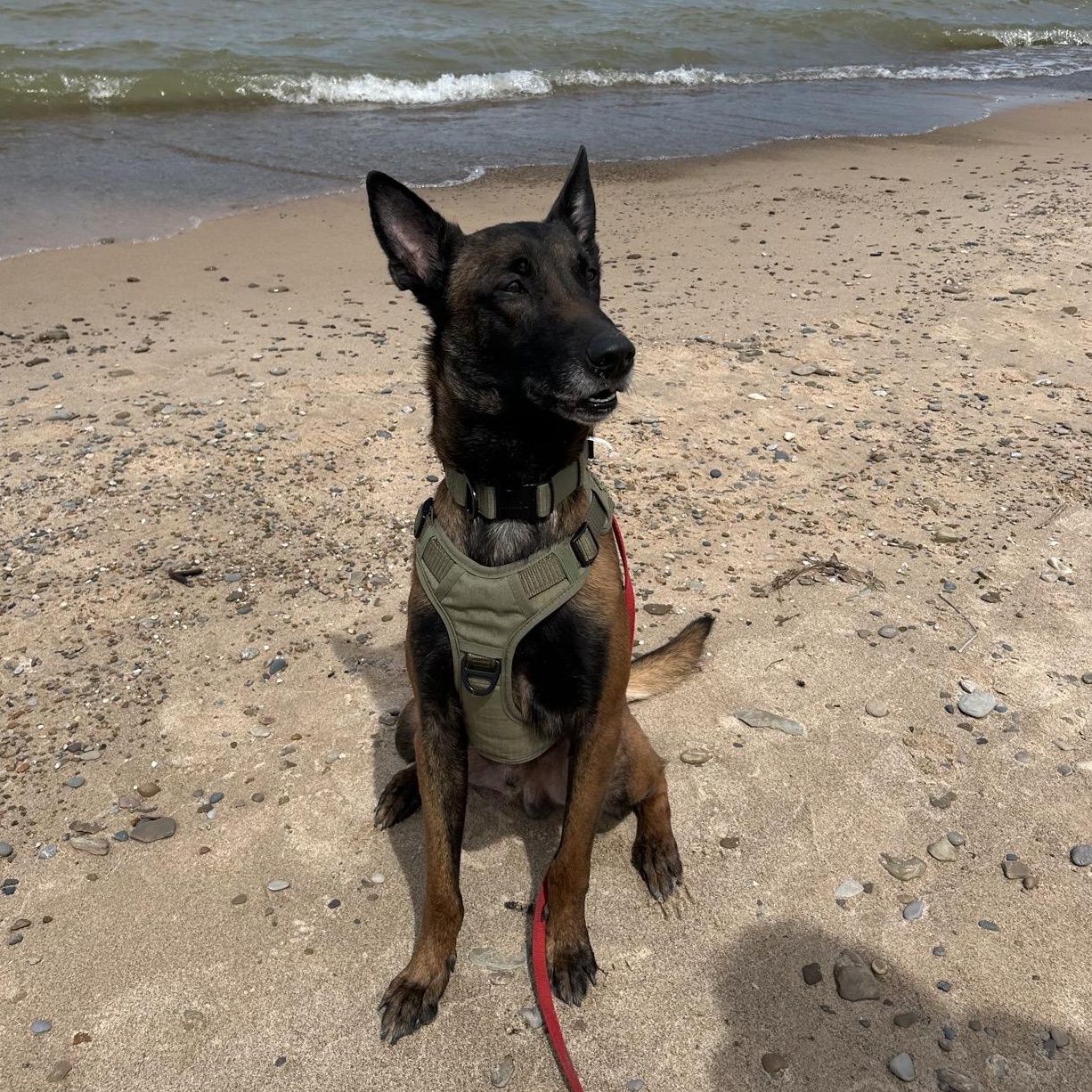 Enlarge Ziki, a ADOPTABLE Belgian Shepherd / Malinois in Valparaiso, IN image 4/4