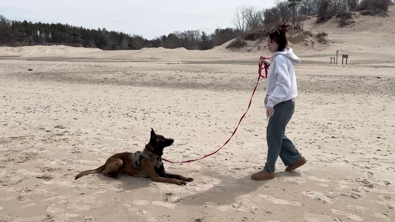 Enlarge Ziki, a ADOPTABLE Belgian Shepherd / Malinois in Valparaiso, IN video 3/4