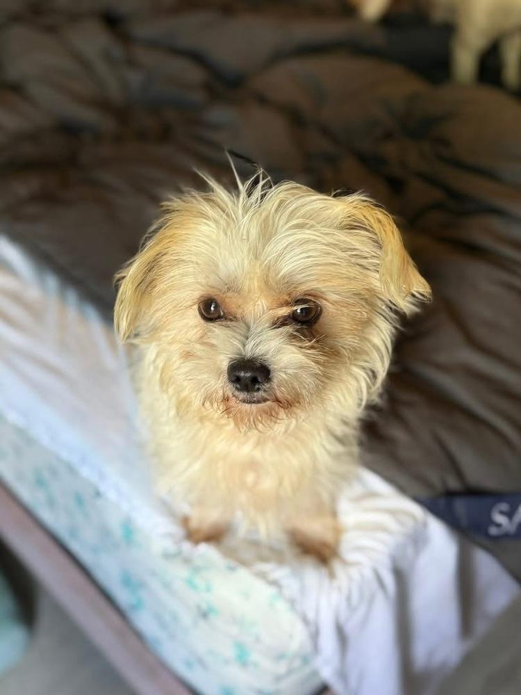 Enlarge Snowball, a Adoptable mixed breed in Denver, CO image 1/6