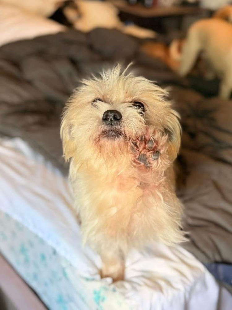 Enlarge Snowball, a Adoptable mixed breed in Denver, CO image 2/6