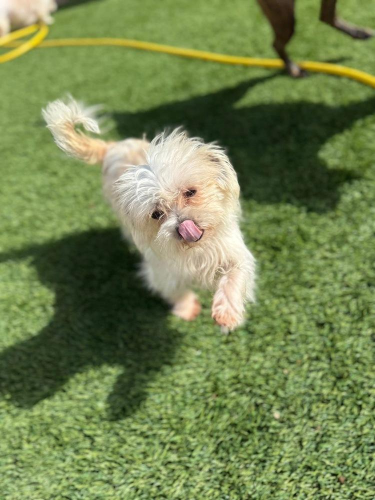 Enlarge Snowball, a Adoptable mixed breed in Denver, CO image 3/6