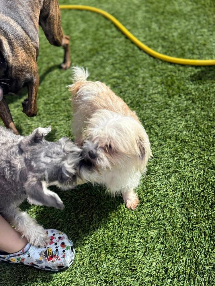 Enlarge Snowball, a Adoptable mixed breed in Denver, CO image 4/6