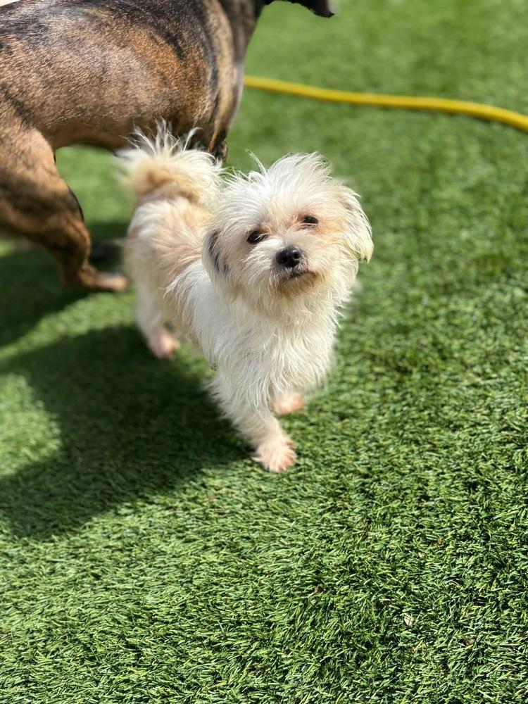 Enlarge Snowball, a Adoptable mixed breed in Denver, CO image 5/6