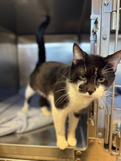 Pete, Adoptable, Senior Male Domestic Short Hair.