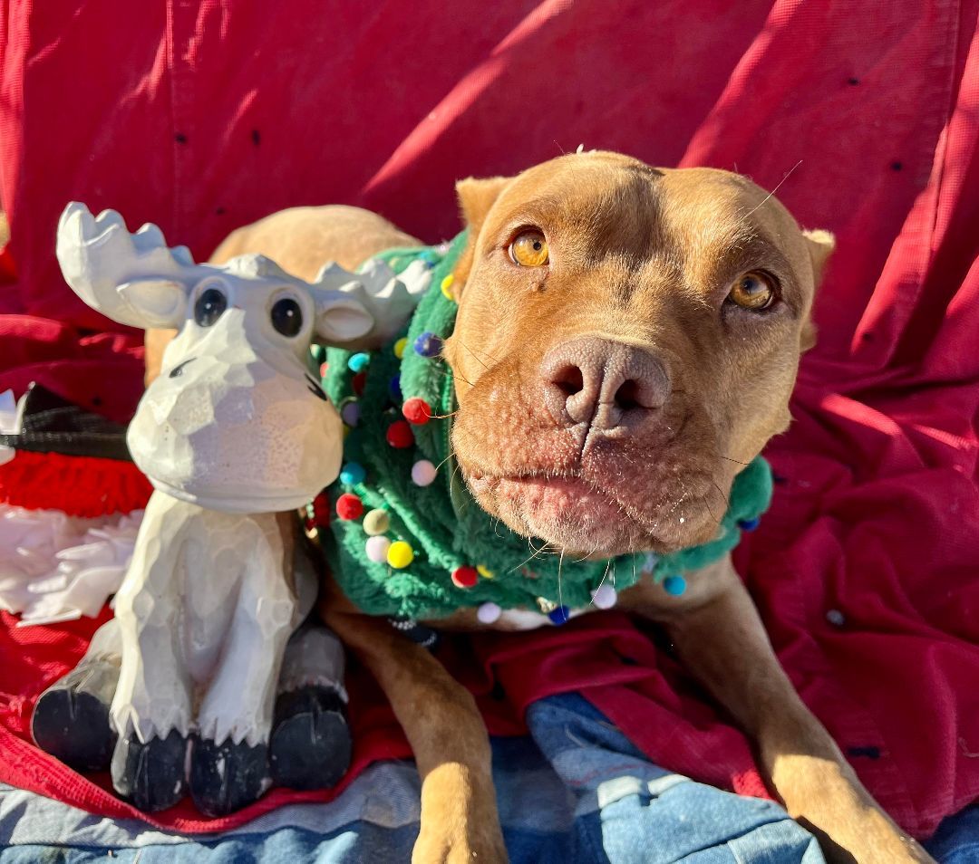 Enlarge Holly, a Adoptable Pit Bull Terrier in RYE, CO image 3/6
