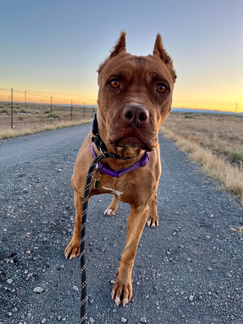 Enlarge Holly, a Adoptable Pit Bull Terrier in RYE, CO image 6/6