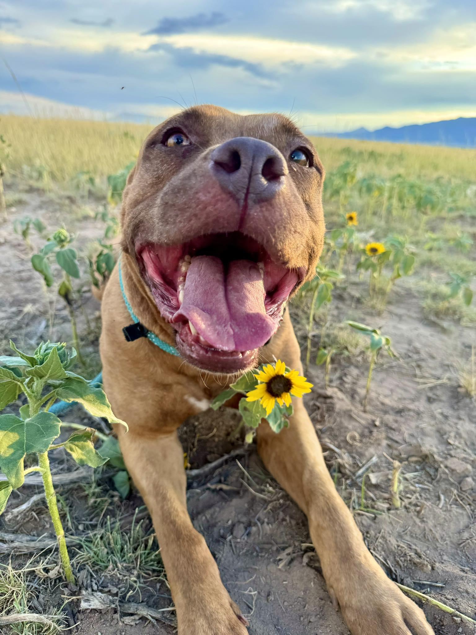 Enlarge Holly, a Adoptable Pit Bull Terrier in RYE, CO image 2/6