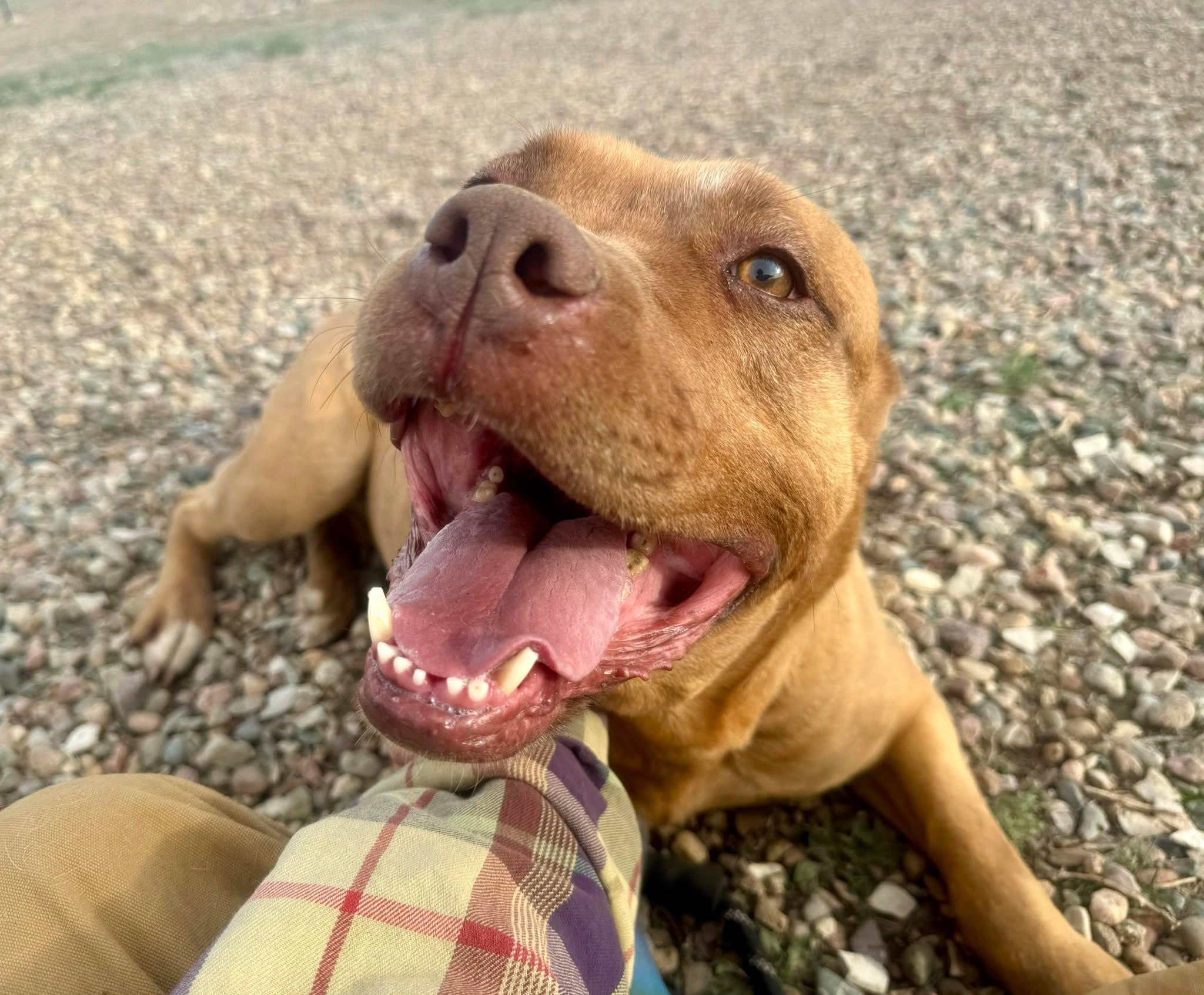 Enlarge Holly, a Adoptable Pit Bull Terrier in RYE, CO image 1/6
