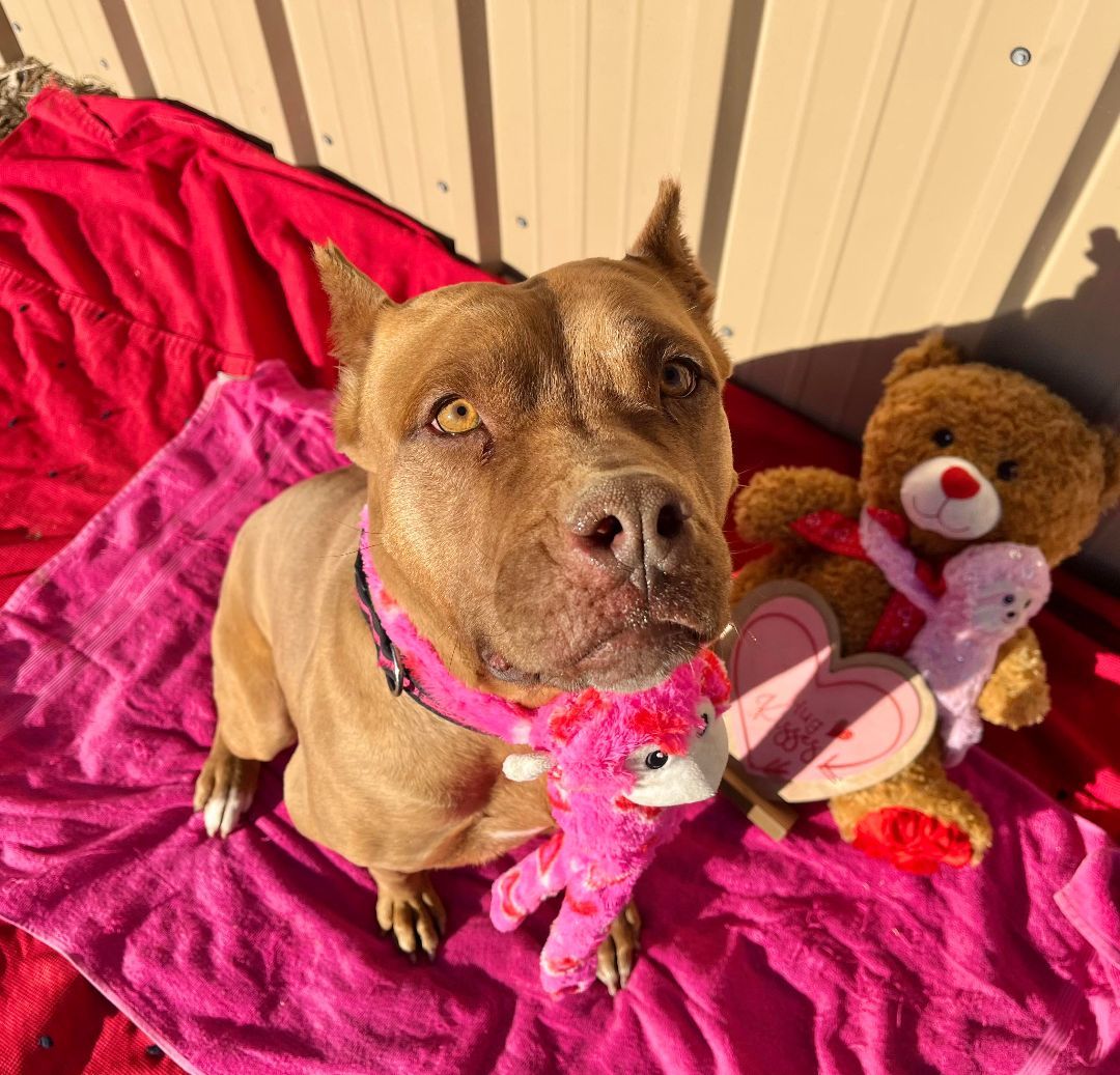 Enlarge Holly, a Adoptable Pit Bull Terrier in RYE, CO image 5/6