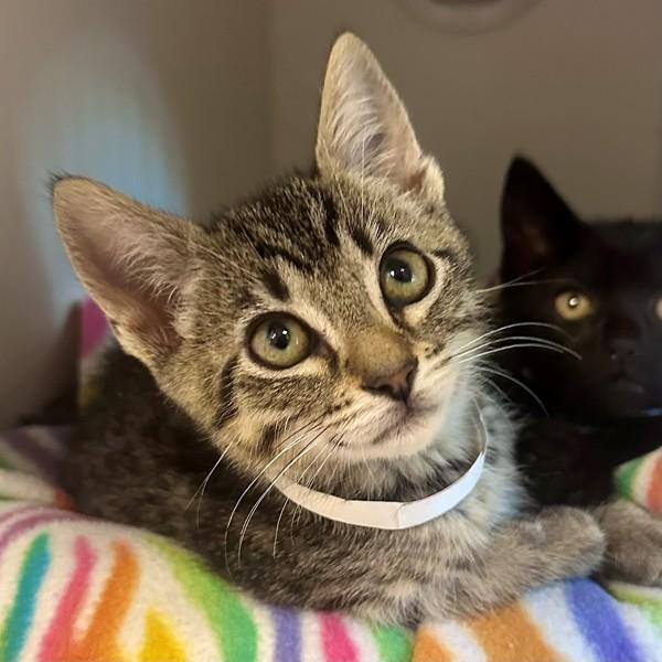 Enlarge Atlas, a Adoptable mixed breed in Walnut Creek, CA image 1/1
