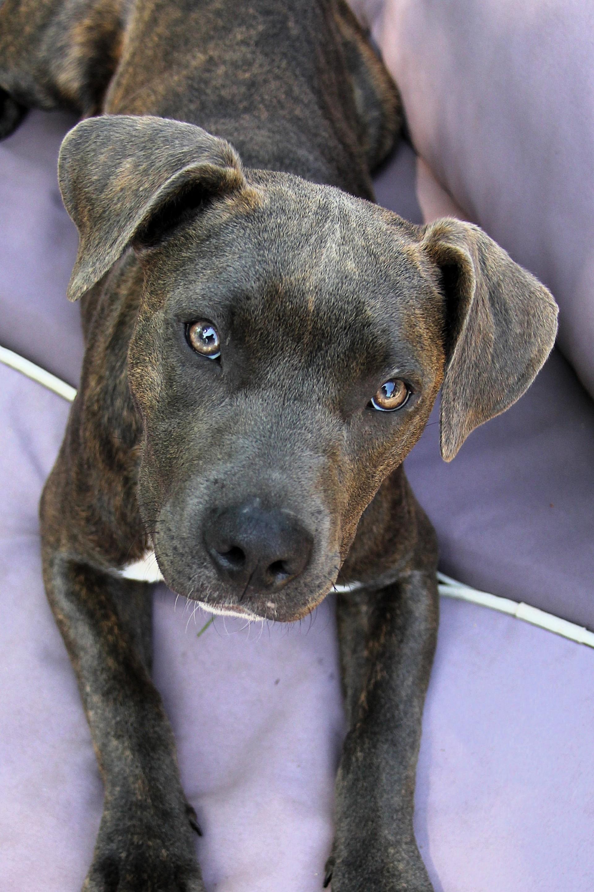 Ava, Adoptable, Puppy Female Pit Bull Terrier.